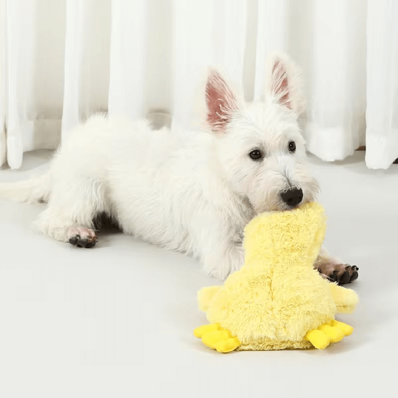 Yellow crinkle duck toy for dogs of all sizes. Dog playing with the yellow crinkle duck.