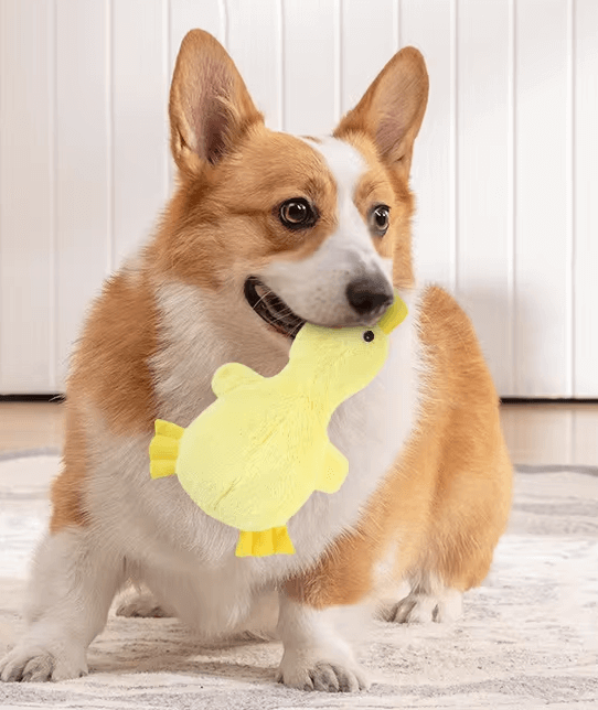 Yellow crinkle duck toy for dogs of all sizes. Dog playing with the yellow crinkle duck. 